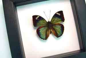 Green African Butterfly Bebearia barce Framed Taxidermy Classic Black Display