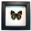 Green African Butterfly Bebearia barce Framed Taxidermy Classic Black Display