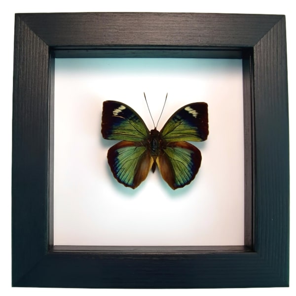 Green African Butterfly Bebearia barce Framed Taxidermy Classic Black Display
