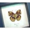 Rare African Leaf Mimic Butterfly Bebearia barce Framed Taxidermy Display