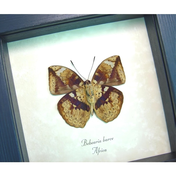 Rare African Leaf Mimic Butterfly Bebearia barce Framed Taxidermy Display