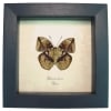 Rare African Leaf Mimic Butterfly Bebearia barce Framed Taxidermy Display