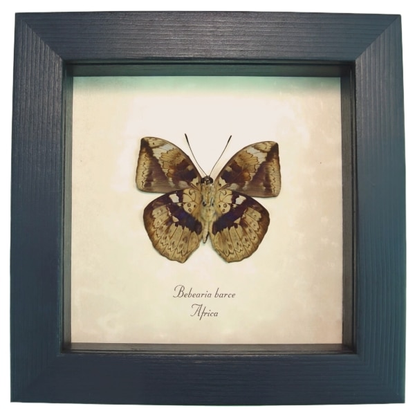 Rare African Leaf Mimic Butterfly Bebearia barce Framed Taxidermy Display