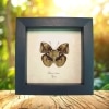 Rare African Leaf Mimic Butterfly Bebearia barce Framed Taxidermy Display