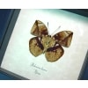 Rare African Leaf Mimic Butterfly Bebearia barce Framed Taxidermy Display