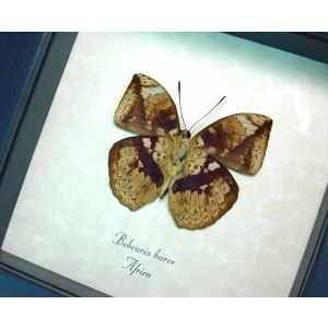 Rare African Leaf Mimic Butterfly Bebearia barce Framed Taxidermy Display