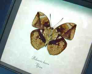Rare African Leaf Mimic Butterfly Bebearia barce Framed Taxidermy Display