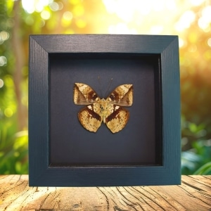 Rare Leaf Mimic Butterfly Bebearia barce male Verso Moonlight Display