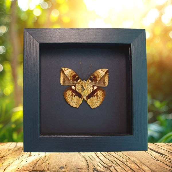 Rare Leaf Mimic Butterfly Bebearia barce male Verso Moonlight Display