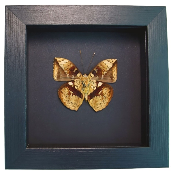 Rare Leaf Mimic Butterfly Bebearia barce male Verso Moonlight Display