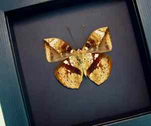Rare Leaf Mimic Butterfly Bebearia barce male Verso Moonlight Display