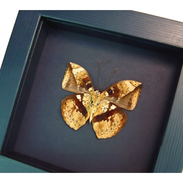 Rare Leaf Mimic Butterfly Bebearia barce male Verso Moonlight Display