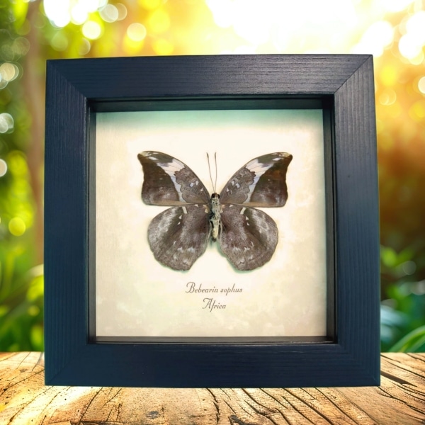 African Leaf Mimic Butterfly Framed Bebearia sophus female Verso Taxidermy Display