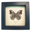 African Leaf Mimic Butterfly Framed Bebearia sophus female Verso Taxidermy Display