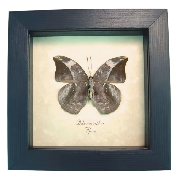 African Leaf Mimic Butterfly Framed Bebearia sophus female Verso Taxidermy Display
