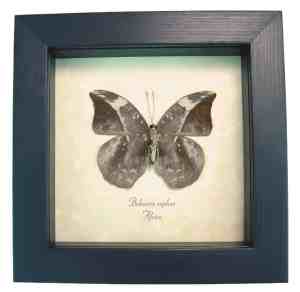 African Leaf Mimic Butterfly Framed Bebearia sophus female Verso Taxidermy Display