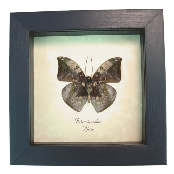 African Leaf Mimic Butterfly Framed Bebearia sophus male Verso Taxidermy Display