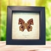 African Butterfly Charaxes pleione Verso Framed Taxidermy Display