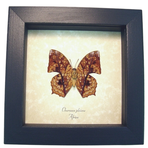 African Butterfly Charaxes pleione Verso Framed Taxidermy Display