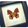 African Butterfly Charaxes pleione Verso Framed Taxidermy Display