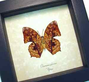 African Butterfly Charaxes pleione Verso Framed Taxidermy Display