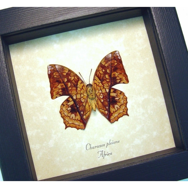 African Butterfly Charaxes pleione Verso Framed Taxidermy Display