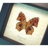 African Butterfly Charaxes pleione Verso Framed Taxidermy Display