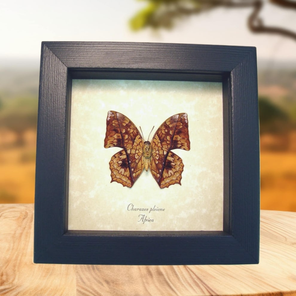 African Butterfly Charaxes pleione Verso Framed Taxidermy Display