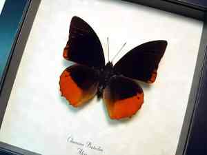 Flame Bordered Emperor Butterfly Charaxes protoclea Framed Display