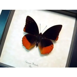 Flame Bordered Emperor Butterfly Charaxes protoclea Framed Display