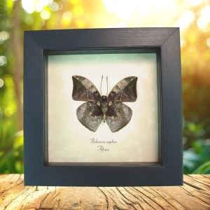 African Leaf Mimic Butterfly Framed Bebearia sophus male Verso Taxidermy Display