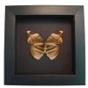 Rare African Leaf Mimic Butterfly Bebearia sp Framed Moonlight Display