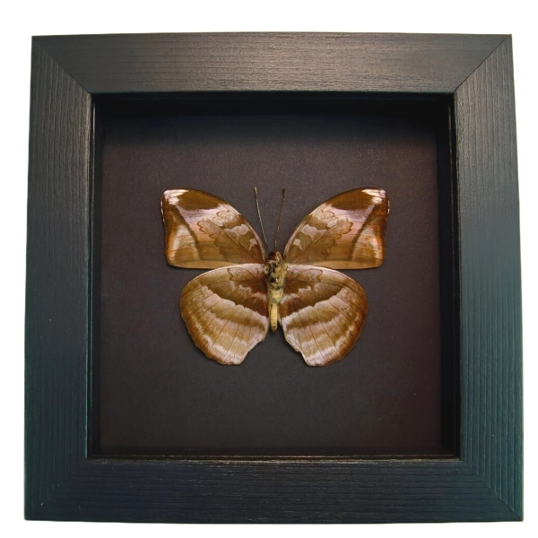 Rare African Leaf Mimic Butterfly Bebearia sp Framed Moonlight Display