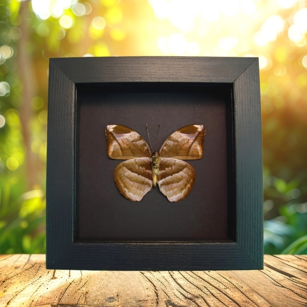 Rare African Leaf Mimic Butterfly Bebearia sp Framed Moonlight Display