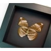Rare African Leaf Mimic Butterfly Bebearia sp Framed Moonlight Display