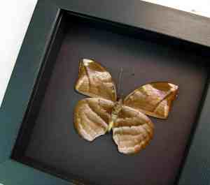 Rare African Leaf Mimic Butterfly Bebearia sp Framed Moonlight Display