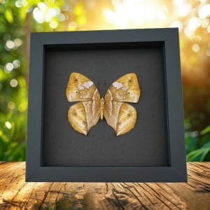 African Dead Leaf Mimic Butterfly Kallima rumia Female Framed Moonlight Display
