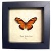 Gulf Fritillary Passion Butterfly Agraulis Vanillae Lucina Framed Display