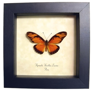 Gulf Fritillary Passion Butterfly Agraulis Vanillae Lucina Framed Display