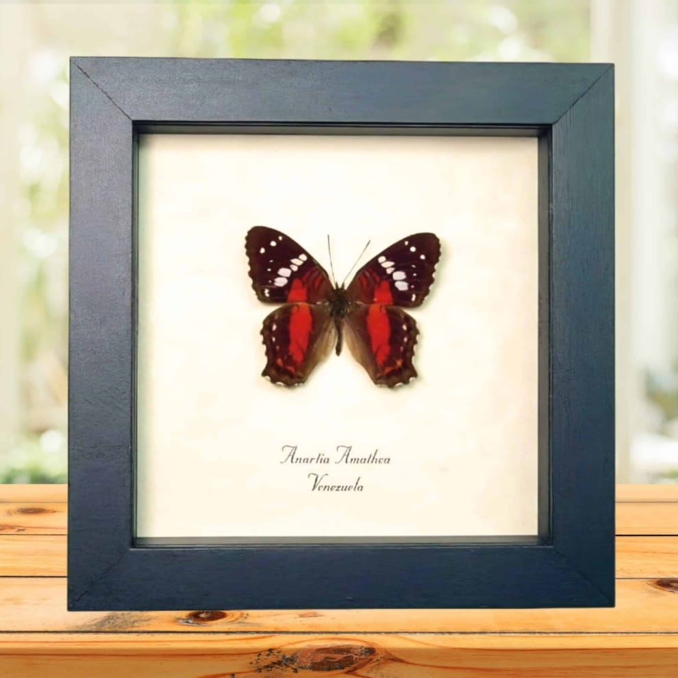 Red Scarlet Peacock Butterfly Anartia amathea Framed Taxidermy Display