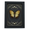 Creamy Glider African Butterfly Cymothoe beckeri Male Moon Phases Framed Taxidermy Display