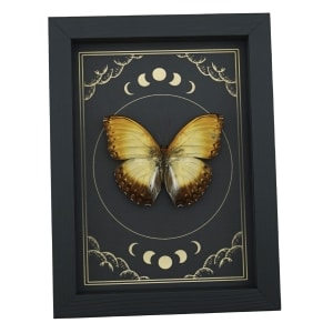 Creamy Glider African Butterfly Cymothoe beckeri Male Moon Phases Framed Taxidermy Display