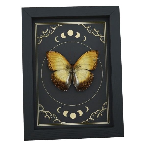 Creamy Glider African Butterfly Cymothoe beckeri Male Moon Phases Framed Taxidermy Display
