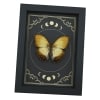 Creamy Glider African Butterfly Cymothoe beckeri Male Moon Phases Framed Taxidermy Display