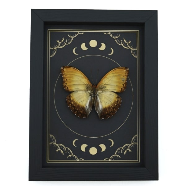 Creamy Glider African Butterfly Cymothoe beckeri Male Moon Phases Framed Taxidermy Display