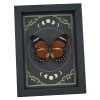 Orange Forester Butterfly Euphaedra alacris Female Moon Phases Framed Display