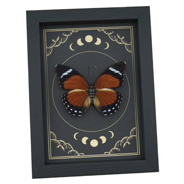 Orange Forester Butterfly Euphaedra alacris Female Moon Phases Framed Display