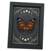 Orange Forester Butterfly Euphaedra alacris Female Moon Phases Framed Display