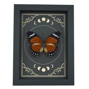 Orange Forester Butterfly Euphaedra alacris Female Moon Phases Framed Display