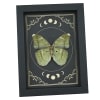 Green Forester African Butterfly Euphaedra spatiosa female Moon Phases Framed Display
